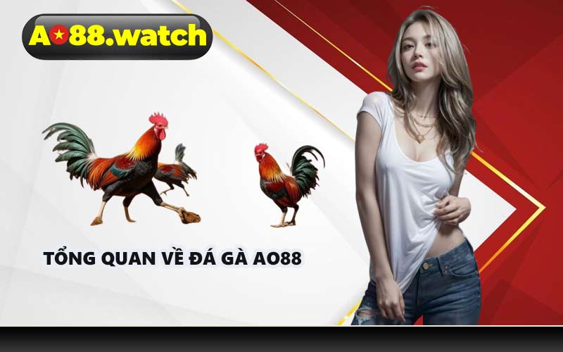Tổng quan về đá gà AO88