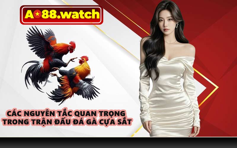 Các nguyên tắc quan trọng trong trận đấu đá gà cựa sắt